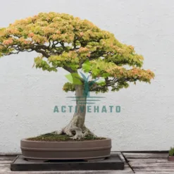 Trident Maple Outdoor Bonsai in Wisconsin