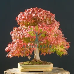 Japanese Dwarf Maple Miniature Bonsai in Wisconsin