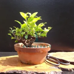 Ficus Ginseng Table Bonsai in Wisconsin